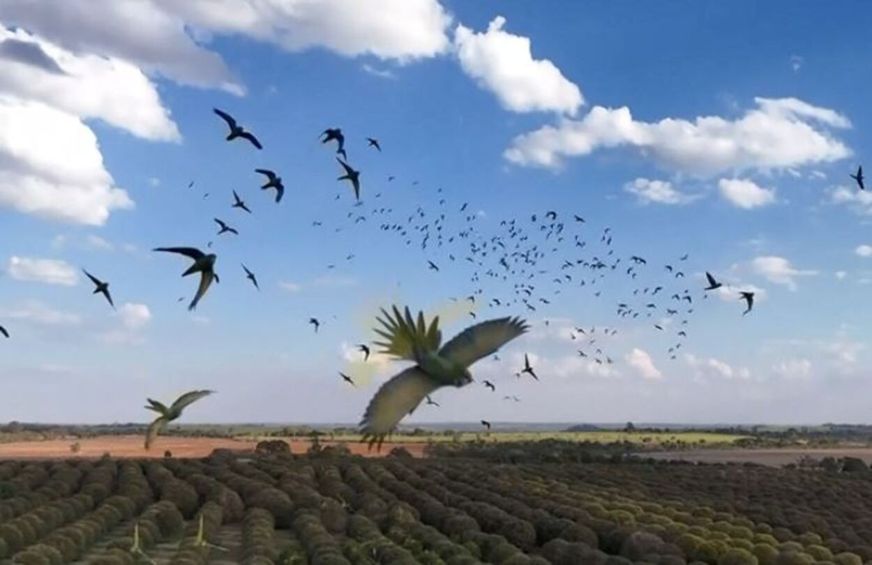 foto Notícia Monte Alto
