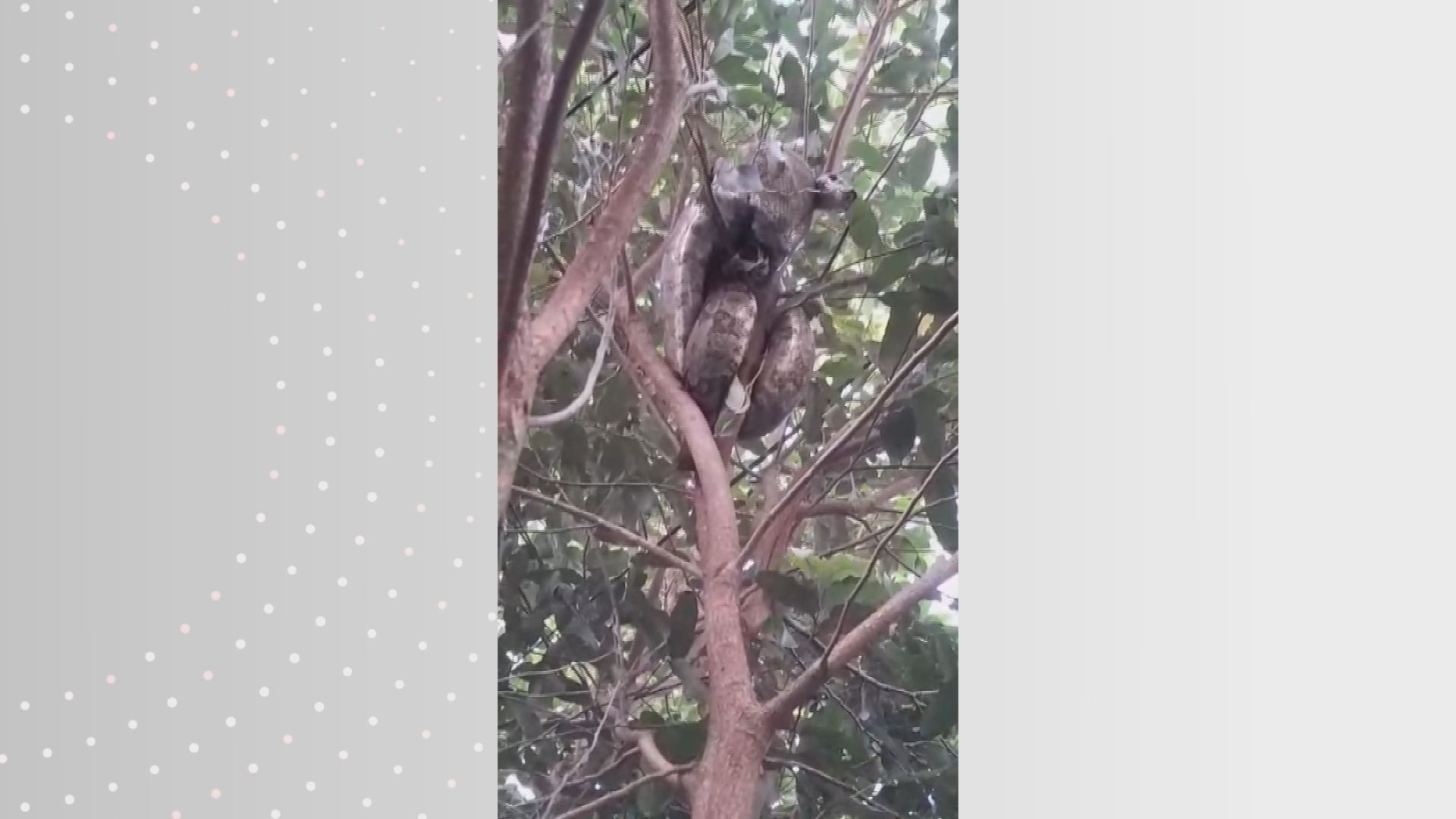 foto Not&iacute;cia Monte Alto